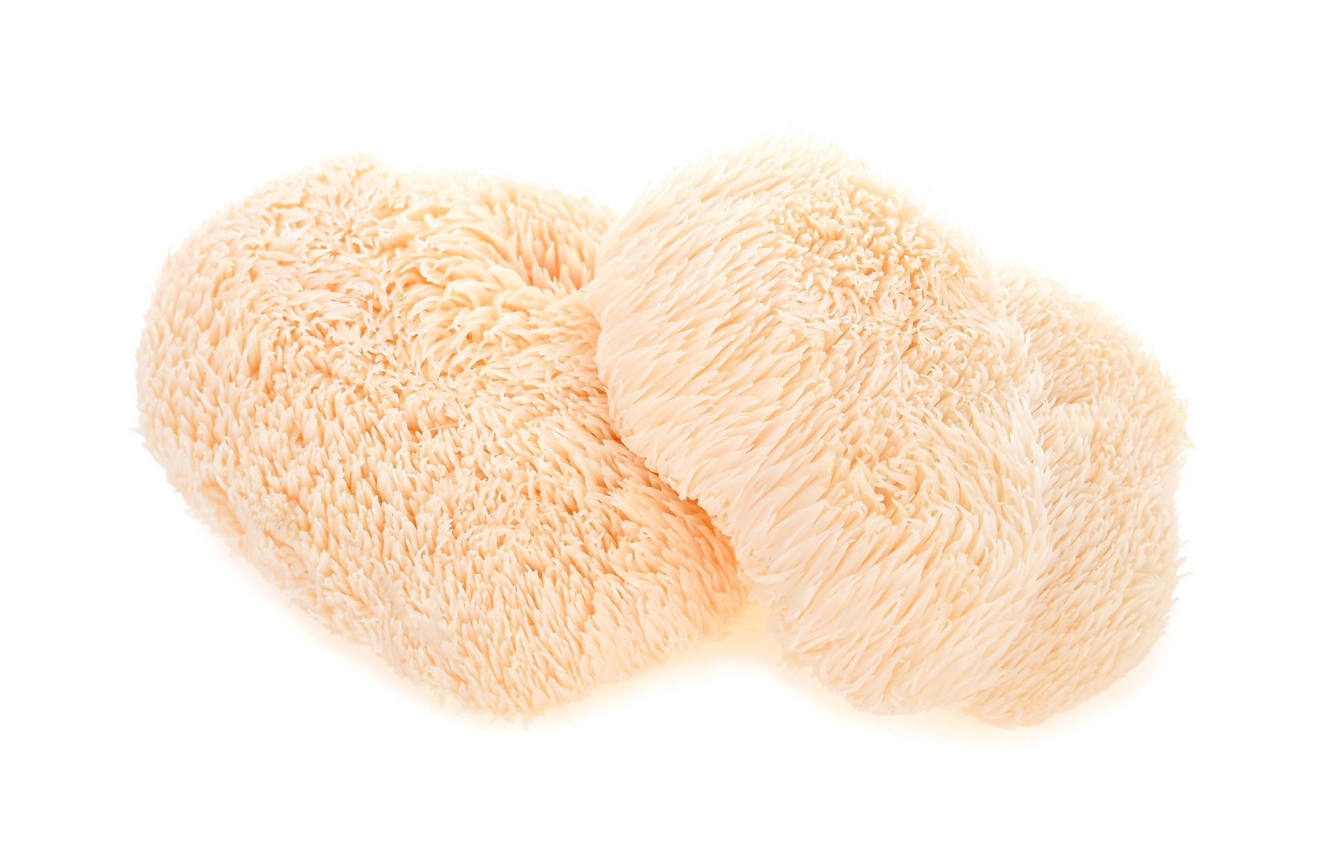 Hongo Melena de león