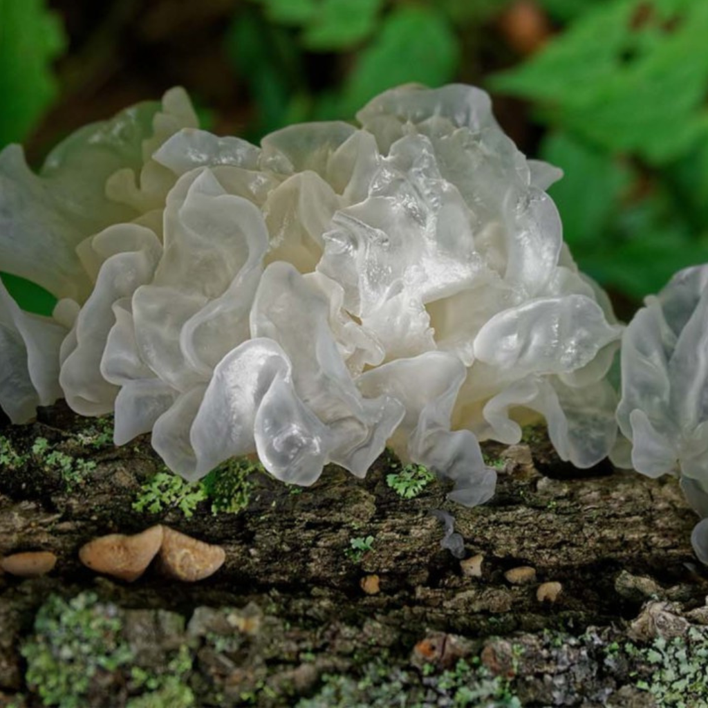 TINTURA MADRE DE TREMELLA