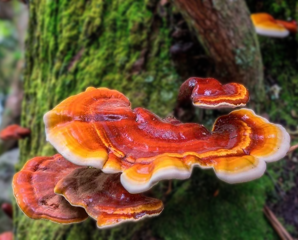 TINTURA MADRE DE REISHI