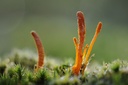 CORDYCEPS - PACK X 3