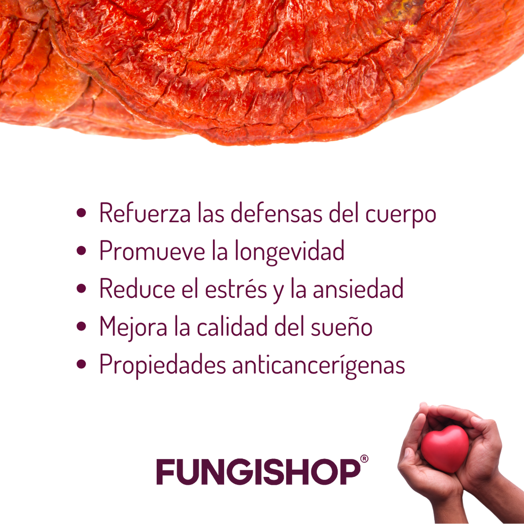 TINTURA MADRE DE REISHI