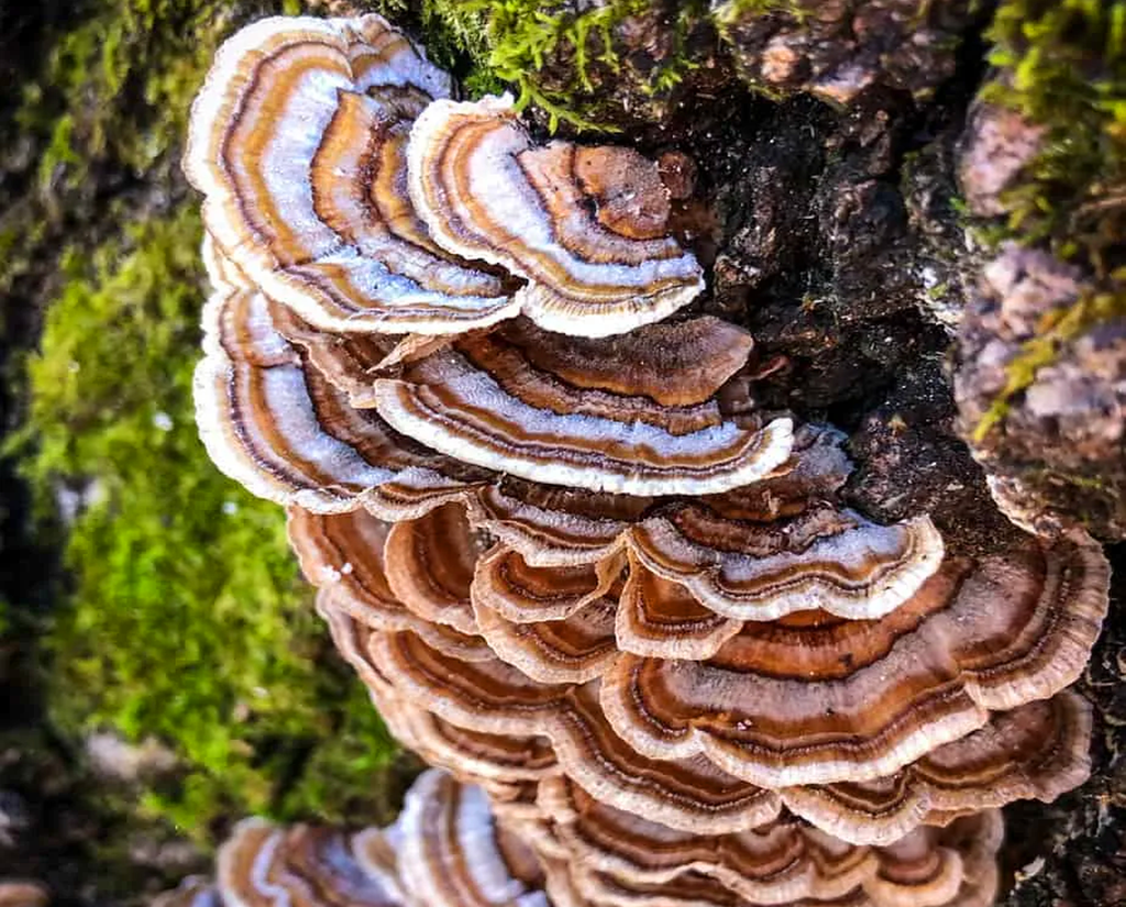 COLA DE PAVO - PACK X 3