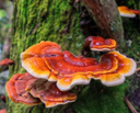 REISHI - PACK X 3