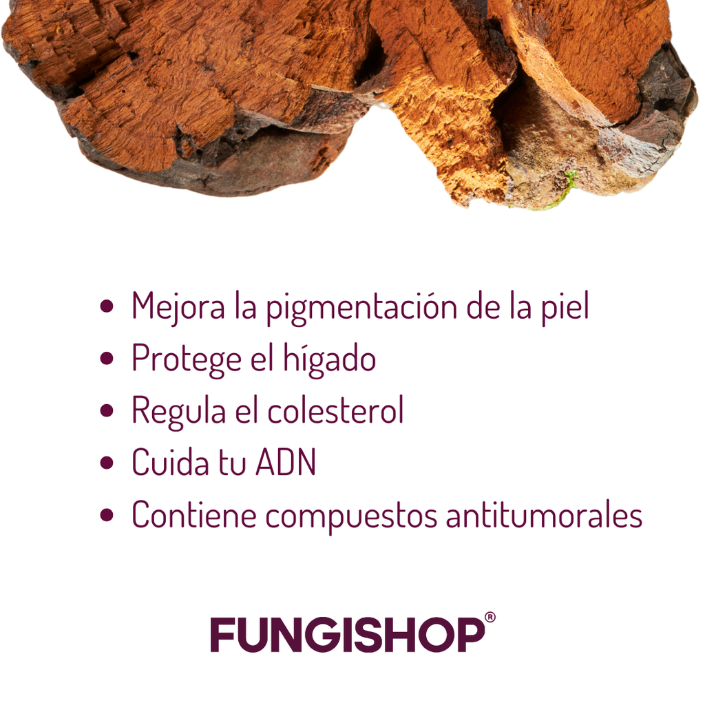 CHAGA - 60 CÁPSULAS