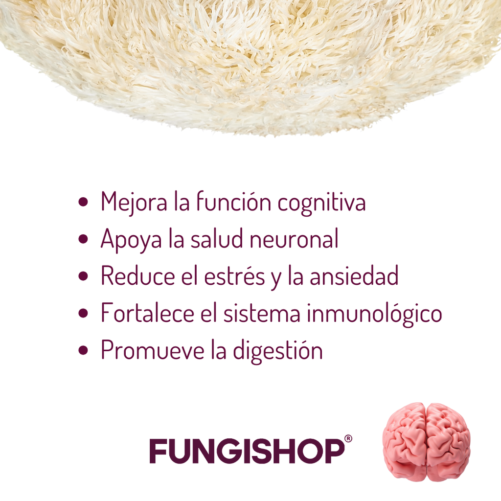 MELENA DE LEÓN - 500 GR