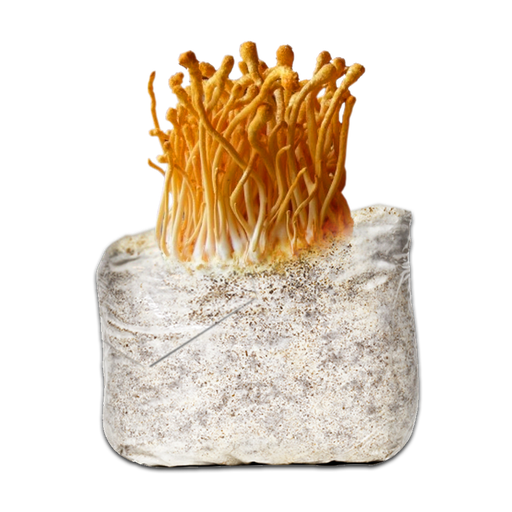 [MCOR - 500GR] MICELIO CORDYCEPS (GRANO SEMILLA 500 GR)