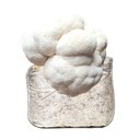 [MHER - 500GR] MICELIO MELENA DE LEÓN (GRANO SEMILLA 500 GR)