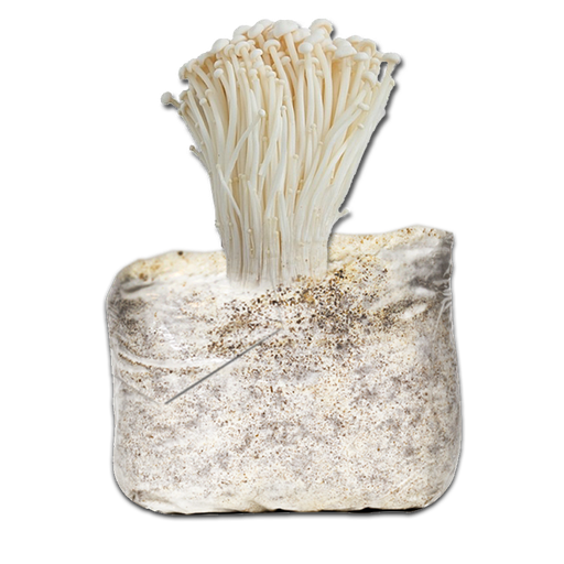 [MFLA - 500GR] MICELIO ENOKI (GRANO SEMILLA 500 GR)
