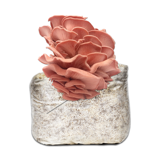[MPDJ - 500GR] MICELIO GÍRGOLA ROSA (GRANO SEMILLA 500 GR)