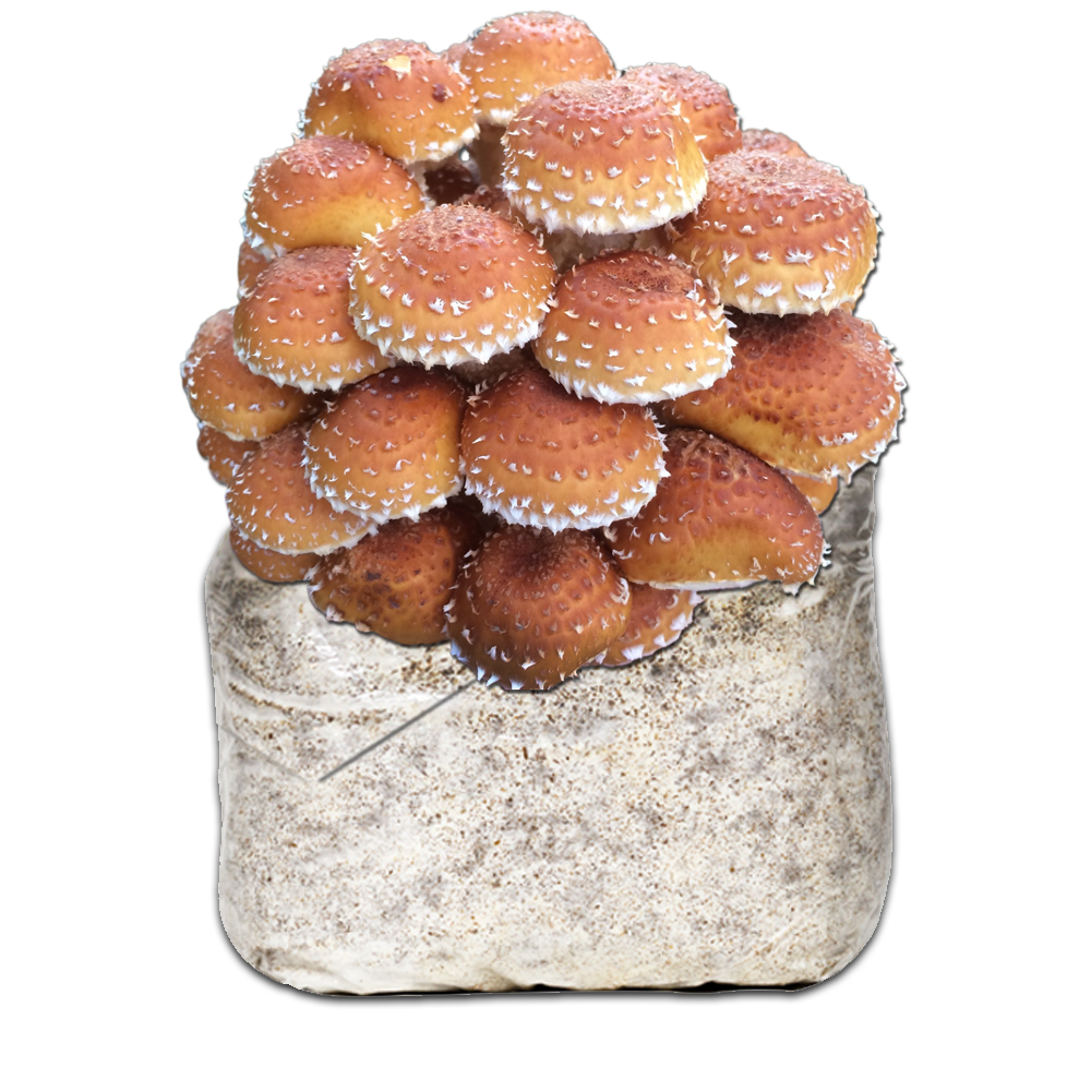 [MPHO - 500GR] MICELIO PHOLIOTA