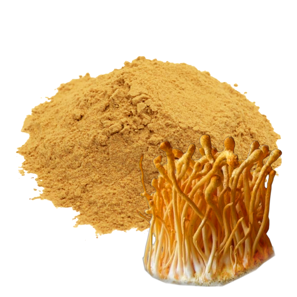 CORDYCEPS - 500 GR (MOLIDO) (MAYORISTA)