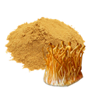 CORDYCEPS - 500 GR (MOLIDO) (MAYORISTA)