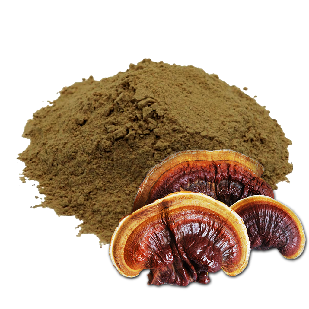 REISHI - 1 KILO (MOLIDO) (MAYORISTA)